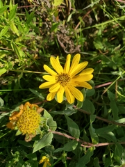 Helianthus mollis