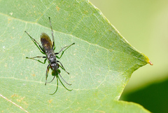 Auplopus carbonarius