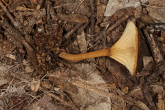 Crepidotus subfulviceps