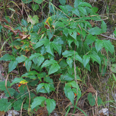 Prosartes smithii