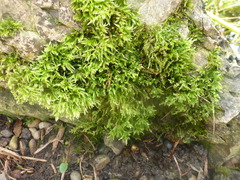 Brachythecium rutabulum