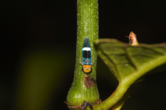 Amblyscarta unifasciata