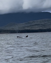 Orcinus orca