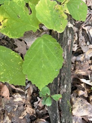 Hamamelis