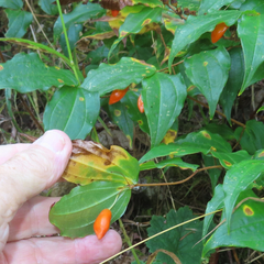 Prosartes smithii