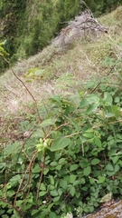 Hypericum grandifolium