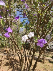 Brunfelsia