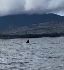 Orcinus orca