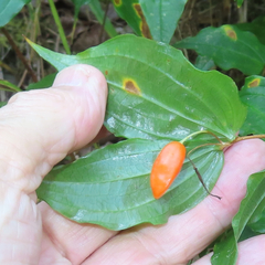 Prosartes smithii