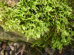 Brachythecium rutabulum