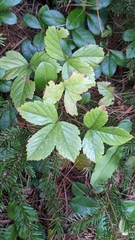 Rubus hispidus