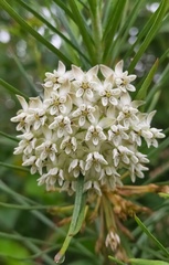 Asclepias linaria