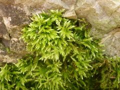 Brachythecium rutabulum