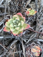 Dudleya farinosa