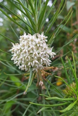 Asclepias linaria