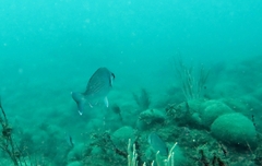 Spondyliosoma cantharus