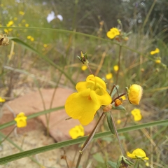 Hemimeris sabulosa