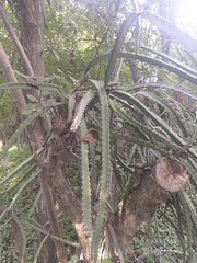 Cactoideae