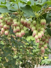 Enkianthus