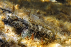 Bathygobius krefftii