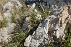 Allium ericetorum