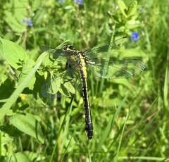 Gomphus vulgatissimus