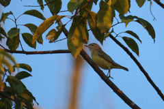 Vireo gilvus