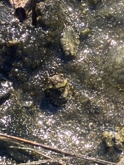 Gelastocoris oculatus