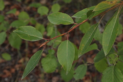 Populus longifolia
