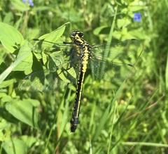 Gomphus vulgatissimus