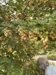 Enkianthus