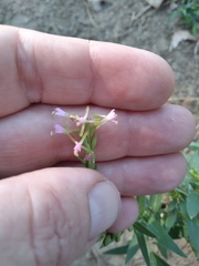 Oenothera curtiflora
