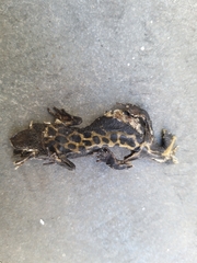 Triturus carnifex