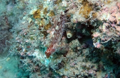 Tripterygion delaisi