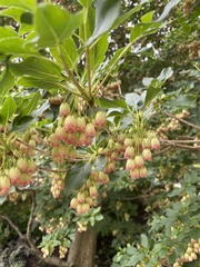 Enkianthus