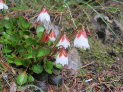 Shortia rotundifolia