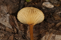 Crepidotus subfulviceps