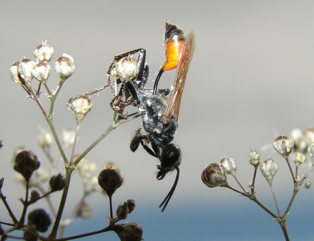 Prionyx nudatus