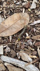 Anisota virginiensis