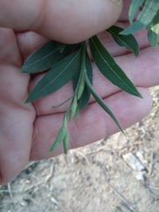 Oenothera curtiflora