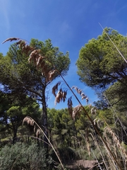 Ampelodesmos mauritanicus