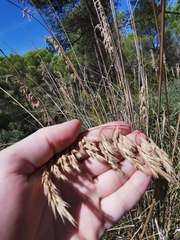 Ampelodesmos mauritanicus