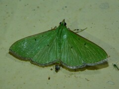 Spilomelinae