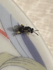 Brachymeria tibialis