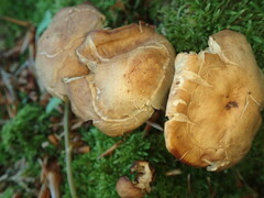Gymnopus fusipes