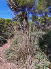 Ampelodesmos mauritanicus