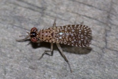 Poecilographa decora