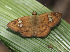 Pseudocoladenia dan