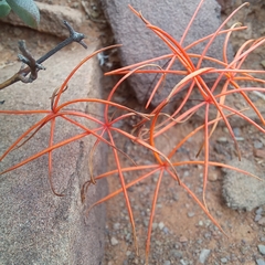 Oxalis filifoliolata