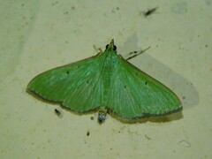 Spilomelinae